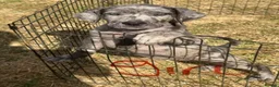 Cane Corso dogs for sale: Cane coral puppy’s ready now  - Advert 8