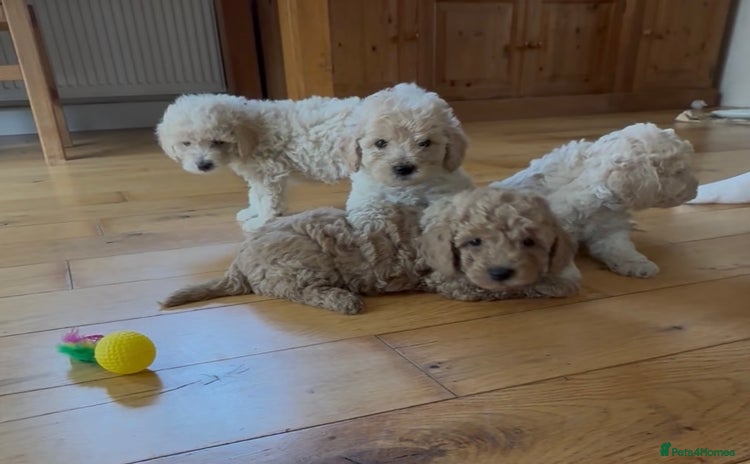 Poochon dogs - Advert 5