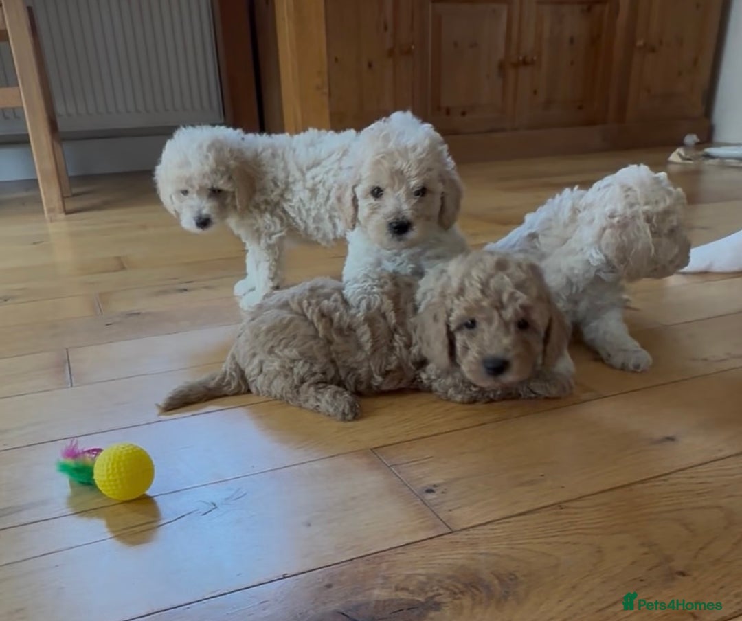 Poochon dogs for sale: Tiny farm bred teddy bear bundles of fun !  - Image 1