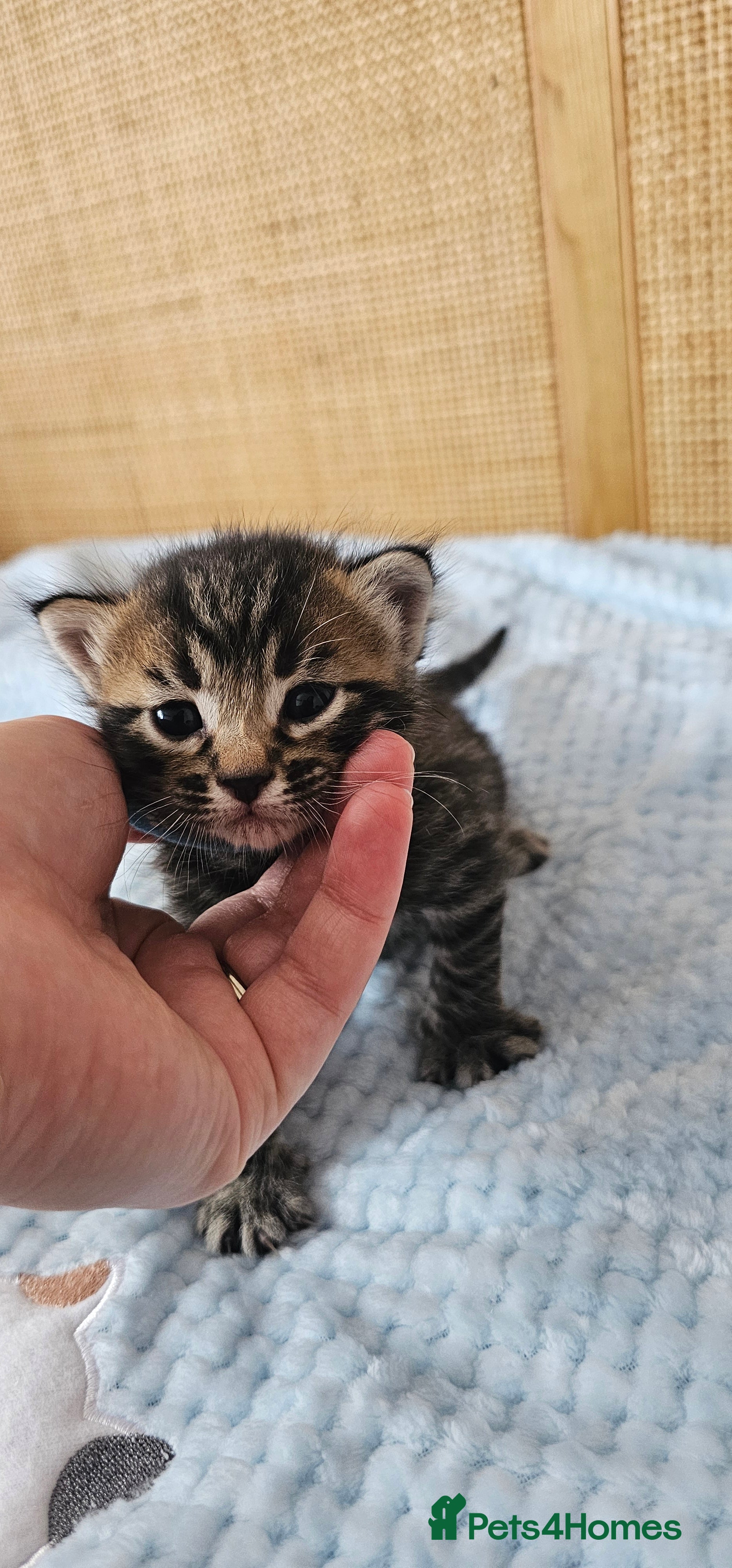 Mixed Breed cats for sale: Beautiful Bengal Mix Kittens - Advert 38