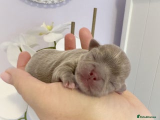 Chihuahua dogs Kc reg chocolate and lilac LC quality puppies - Advert 2