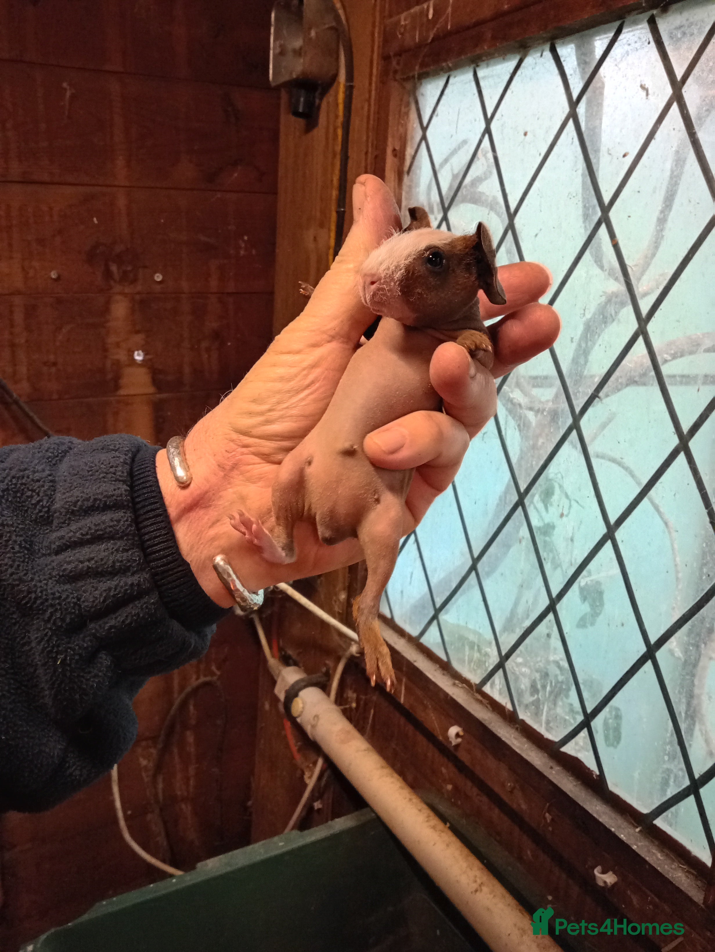 Guinea Pig rodents Baby Skinny Pigs - Advert 3