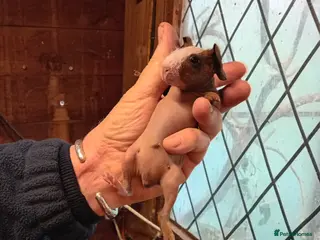 Guinea Pig rodents Baby Skinny Pigs - Advert 3