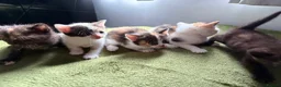 Aegean cats for sale: Aegeans kittens are looking for forever home ❤️ - Advert 21