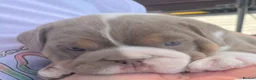 English Bulldog dogs for stud: Chocolate and tan bulldog for stud  - Advert 3