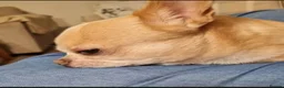 Chihuahua dogs for sale: Teddy - Advert 6