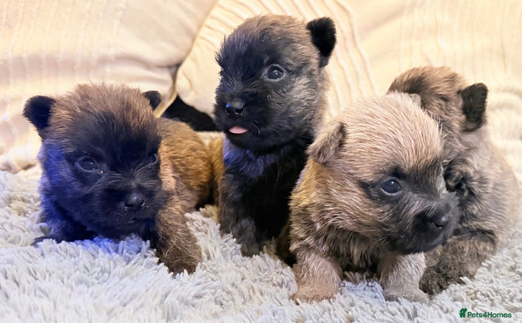 Cairn Terrier dogs STUNNING cairn terrier babies 🐾 - Advert 1