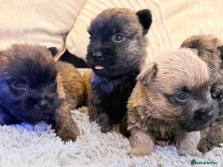 Cairn Terrier dogs STUNNING cairn terrier babies 🐾 - Advert 1