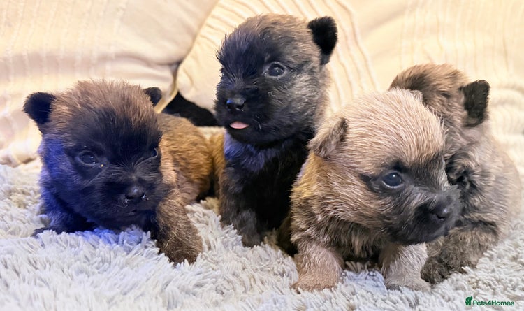 Cairn Terrier dogs STUNNING cairn terrier babies 🐾 - Advert 1