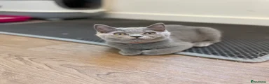 British Shorthair Kitten 1 orange collar 