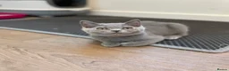 British Shorthair cats for sale: Pedigree British shorthair kittens  - Advert 7