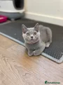 British Shorthair Kitten 1 orange collar