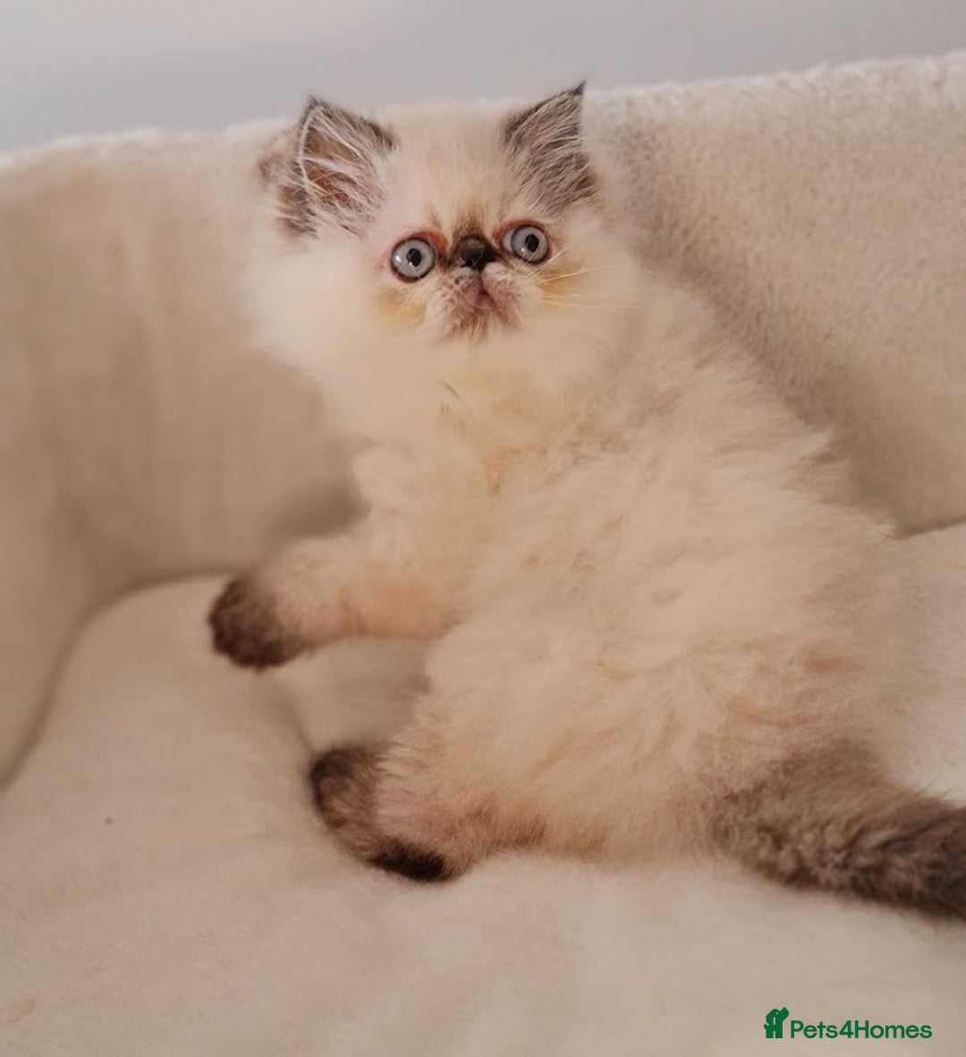 Persian cats for sale: Persian Kittens - Advert 12