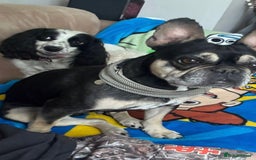 French Bulldog dogs for sale: Minnie 7 yr old Frenchie  - Image 3
