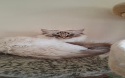 Birman cats for sale: Chocolate Tabby point birman  - Image 1