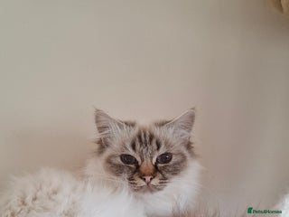Birman cats for sale - Advert 1