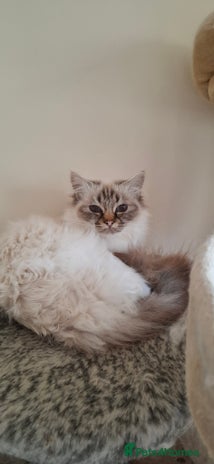 Birman cats - Advert 1