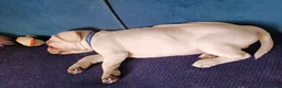 French Bulldog dogs for sale: Health clear French Bulldog puppies visual pink - Advert 25
