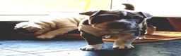 Mixed Breed dogs for sale: English Bulldog/Shar Pei puppies for sale - Advert 4