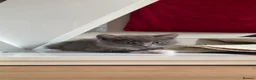 British Shorthair cats for sale: Fluffy Grey & White Mixed British Shorthair Kitten - Advert 4