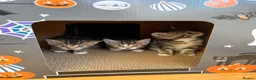Mixed Breed cats for sale: Beautiful tabby kittens for sale  in Brighton - Advert 23