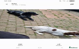 Sprocker dogs for sale: Sprocker  - Image 4