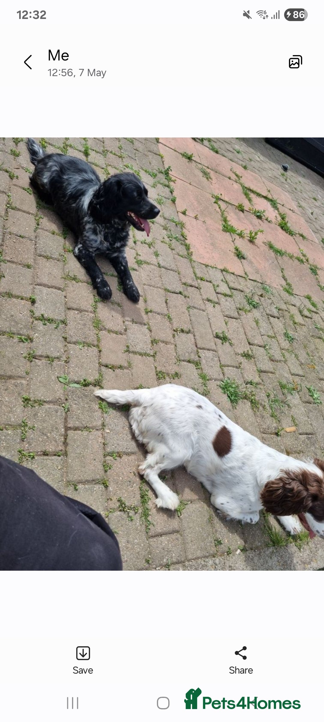 Sprocker dogs for sale: Sprocker  - Image 4