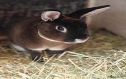 Rex rabbits for sale: Mini Rex Buck - Image 8
