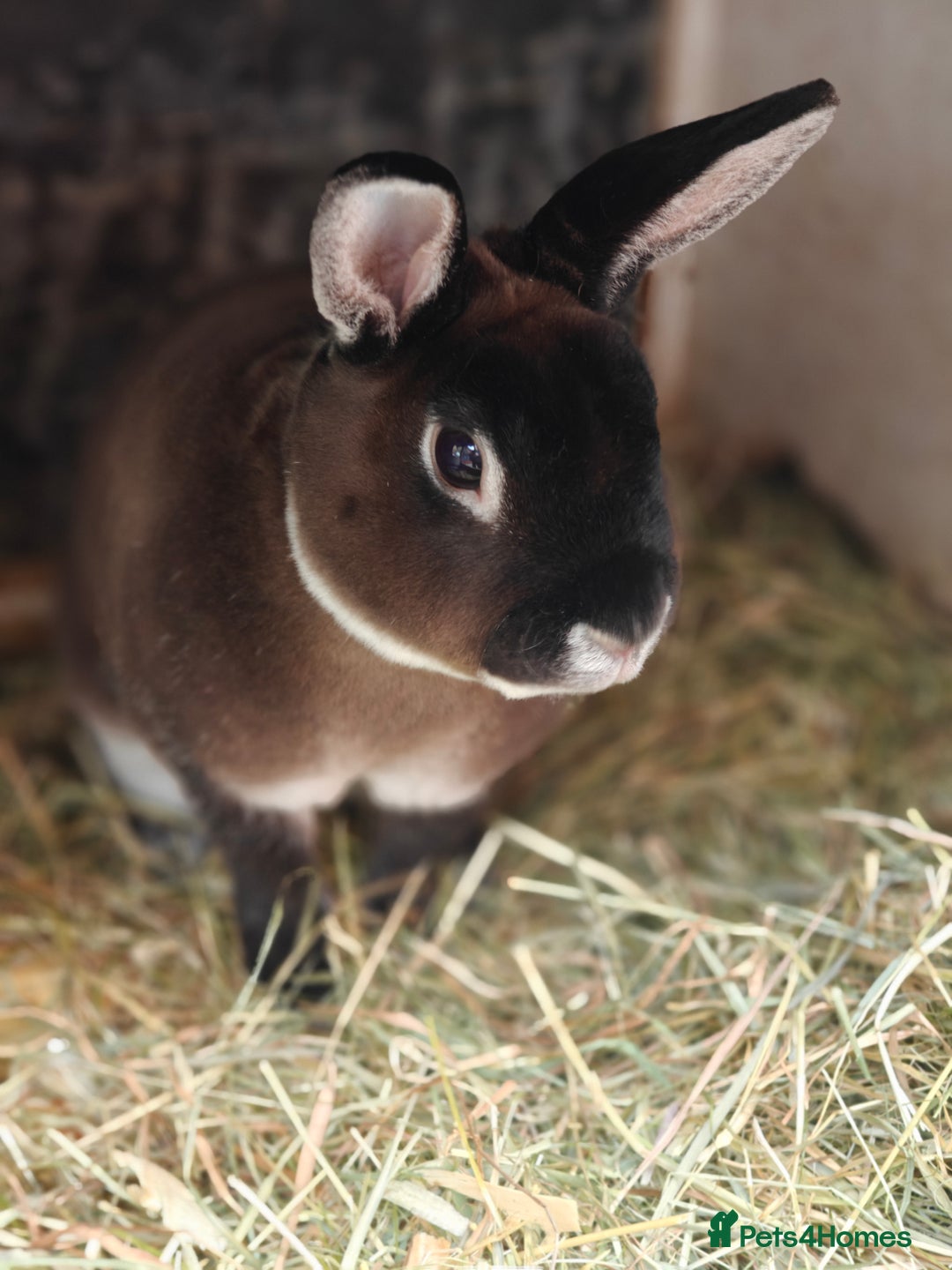 Rex rabbits for sale: Mini Rex Buck - Image 8