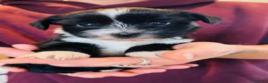 Tibetan Terrier 8