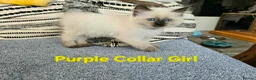 Ragdoll cats for sale: Beautiful ragdolls - Advert 5