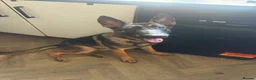 German Shepherd dogs for sale: 7 MONTH OLD GERMAN SHEPHERD GIRL - Advert 1