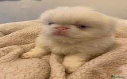 Pekingese dogs for sale: Pink Pekingese puppies  - Advert 13