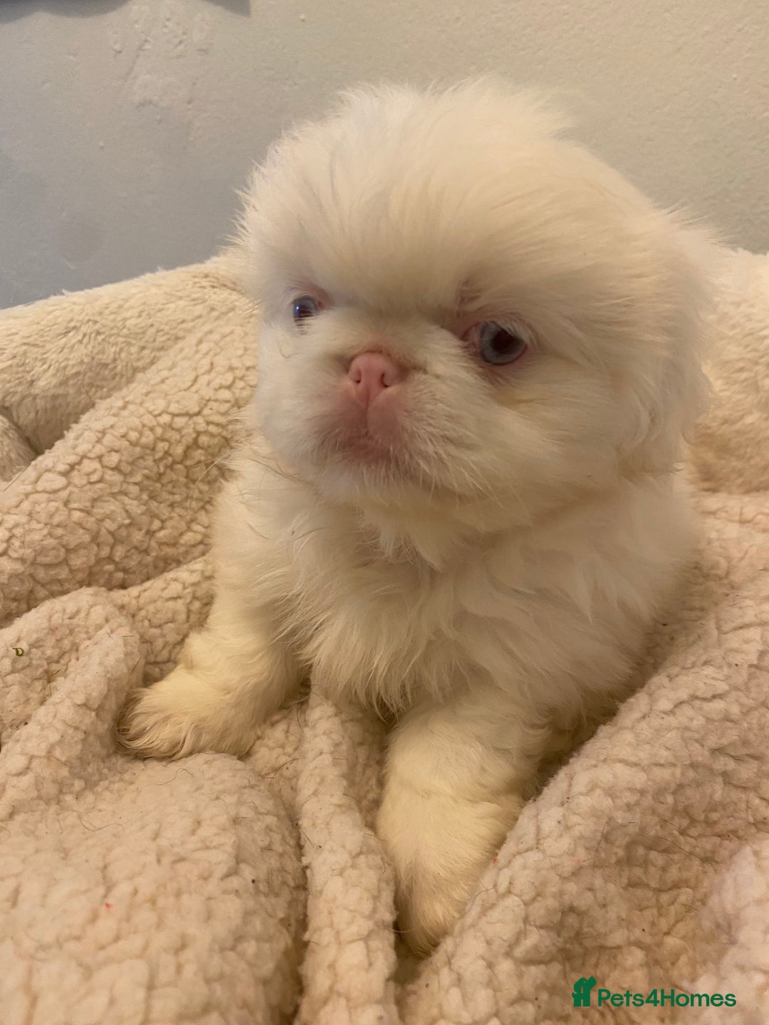 Pekingese dogs for sale: Pink Pekingese puppies  - Advert 13