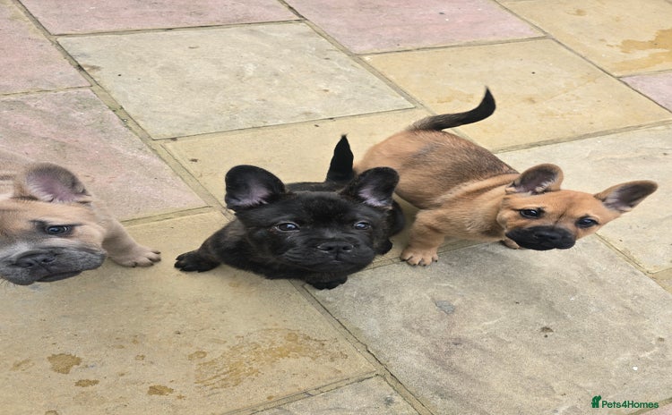 Mixed Breed dogs - Advert 8