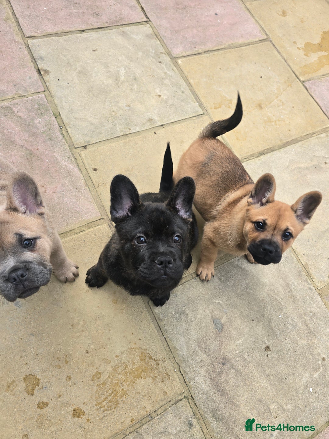 Mixed Breed dogs for sale: French bulldog x Chow Chow - Image 1