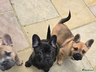 Mixed Breed dogs - Advert 1