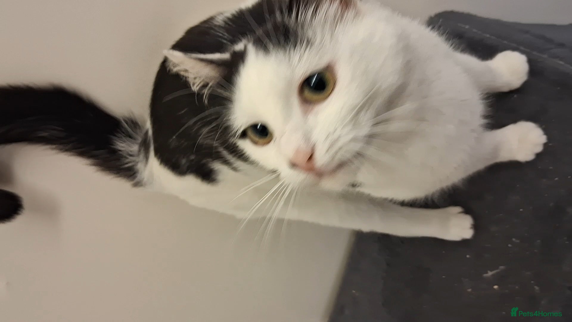 Domestic Shorthair cats for sale: 2 BEAUTIFUL KITTENS AND MUM AVAILABLE - Advert 20