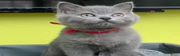 British Shorthair cats for stud: GCCF STUD BRITISH SHORTHAIR BIG MILTON KEYNES  in Milton Keynes - Advert 10