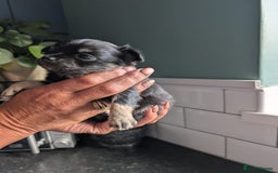 Chihuahua dogs for sale: Two chihuahua baby girls, black long haired!!!! - Image 1