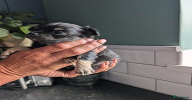 Chihuahua dogs - Advert 4