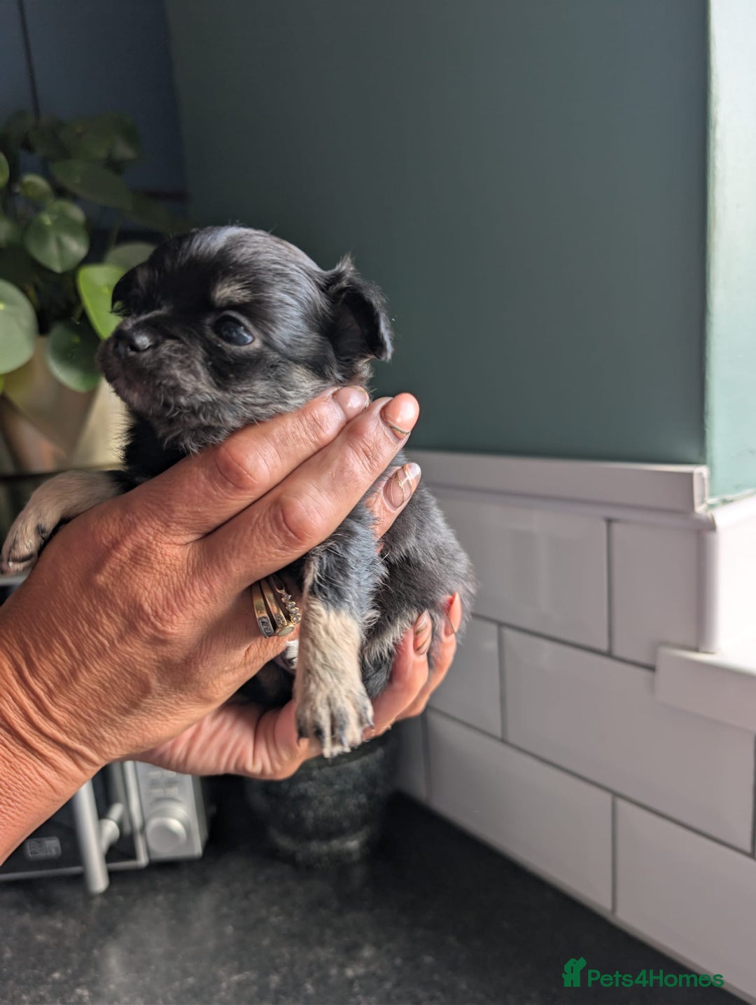 Chihuahua dogs for sale: Two chihuahua baby girls, black long haired!!!! - Image 1