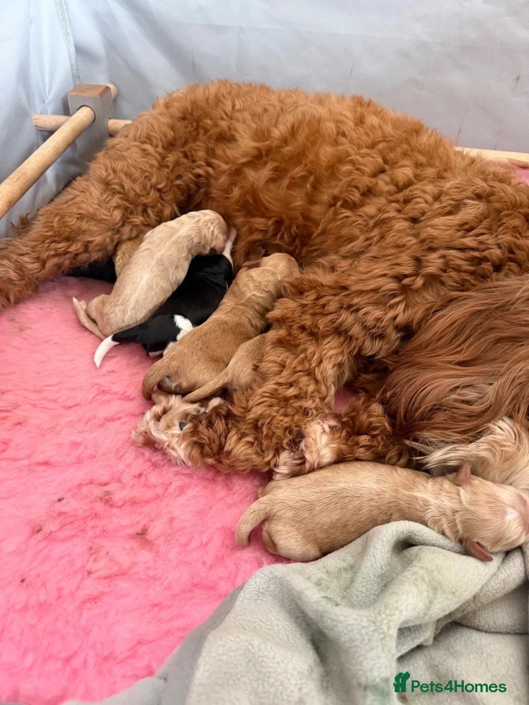 Australian Labradoodle dogs for sale: Multigenerational Australian Labradoodle puppies - Advert 1