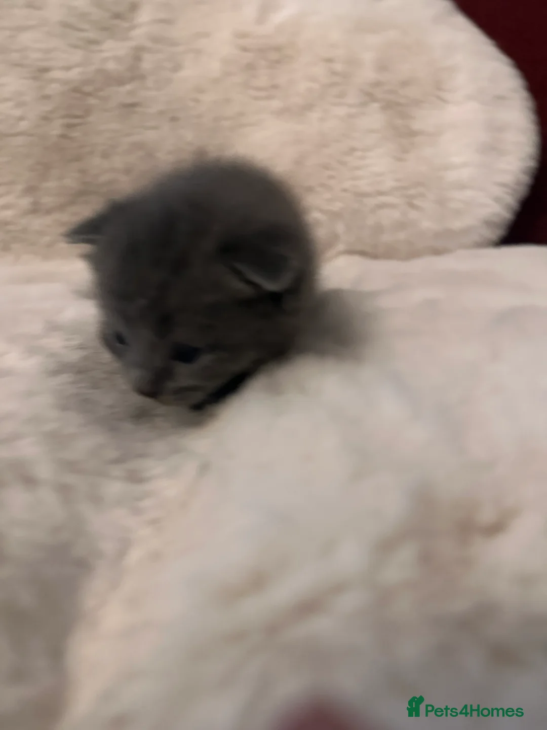 Scottish Fold cats for sale: Last rare choc baby available, weaned & ready ❤️  - Advert 9