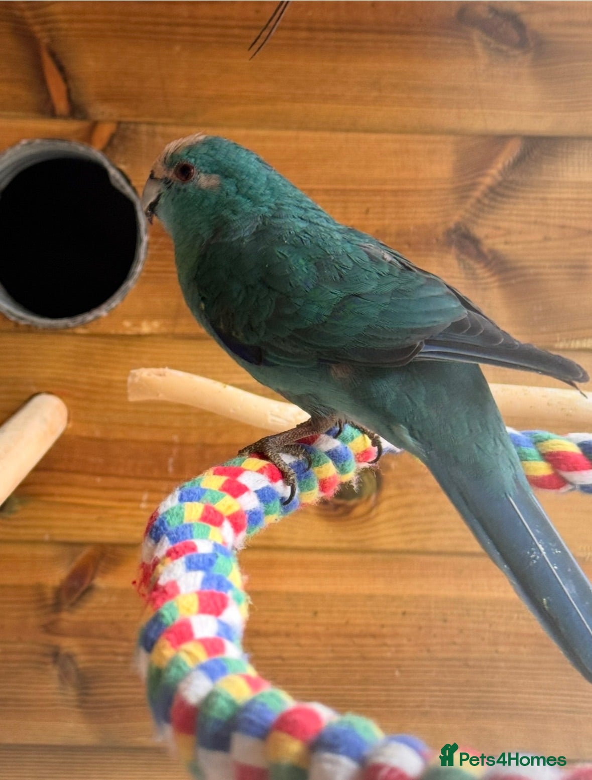 Parrots birds 2 kakariki one definitely male other poss female  - Advert 2