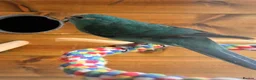Parrots birds for sale: 2 kakariki one definitely male other poss female  - Advert 1