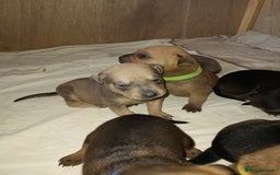 Mixed Breed dogs for sale: Mastiff x rottweiler  - Image 9