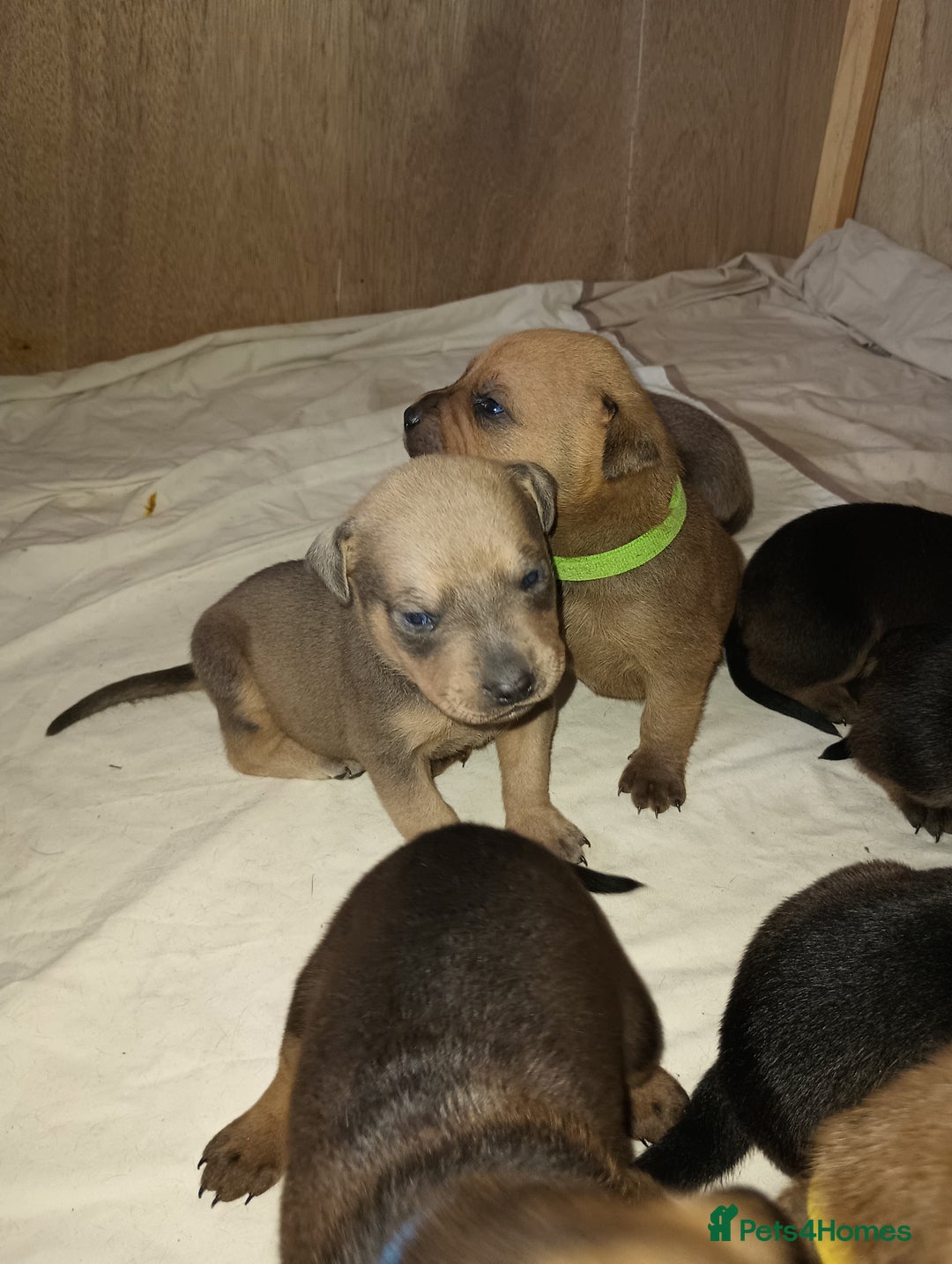 Mixed Breed dogs for sale: Mastiff x rottweiler  - Image 9