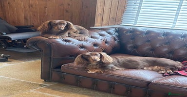 Dachshund dogs - Advert 4