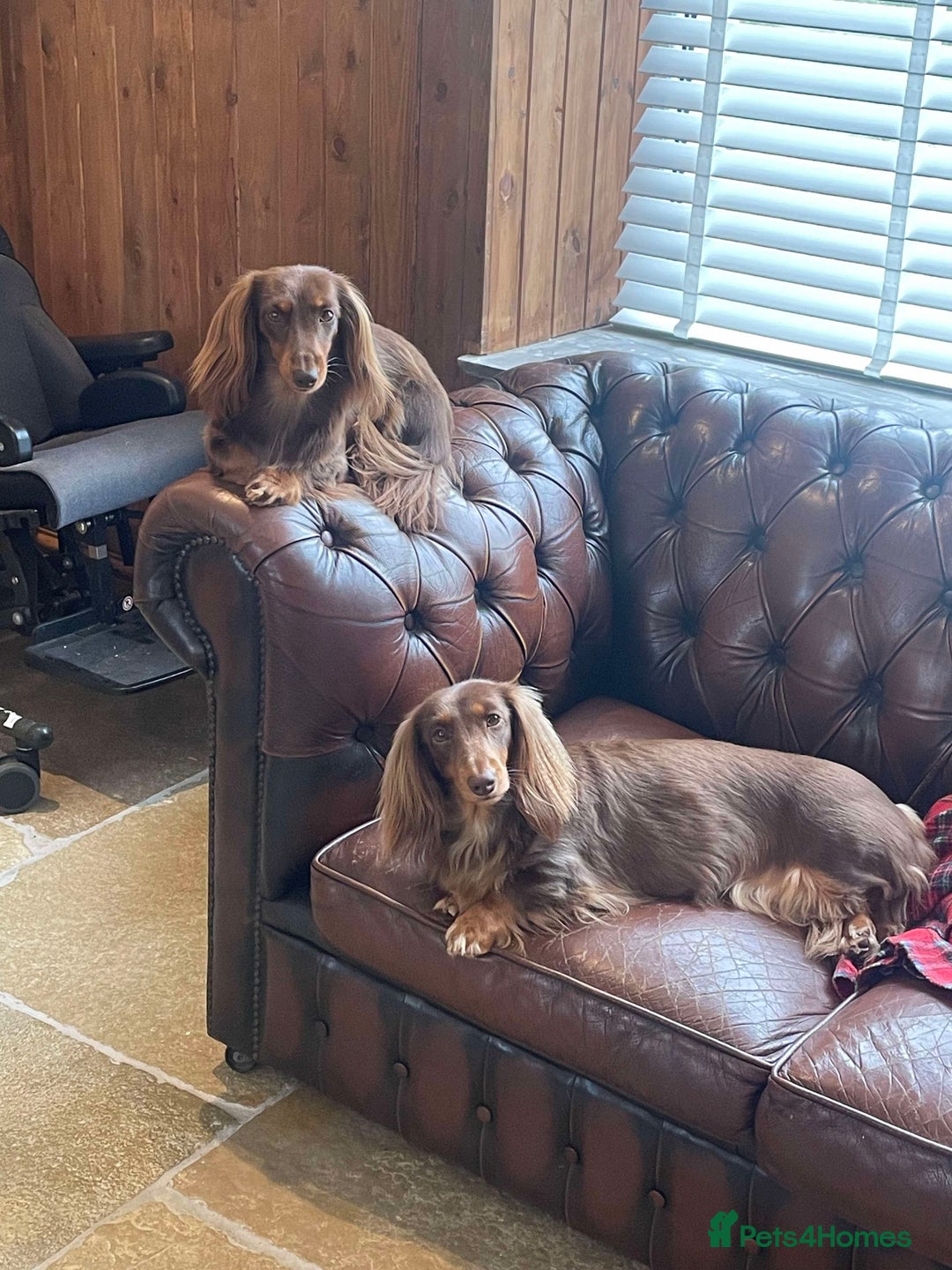 Dachshund dogs for sale: KC Long Haired Miniature Dachshund Puppies - Image 3